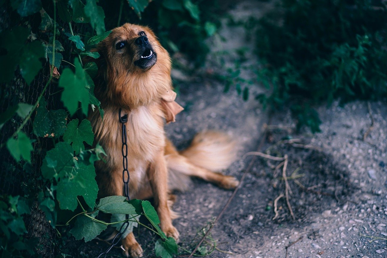 A fluffy brown dog leans against a fence and barks.