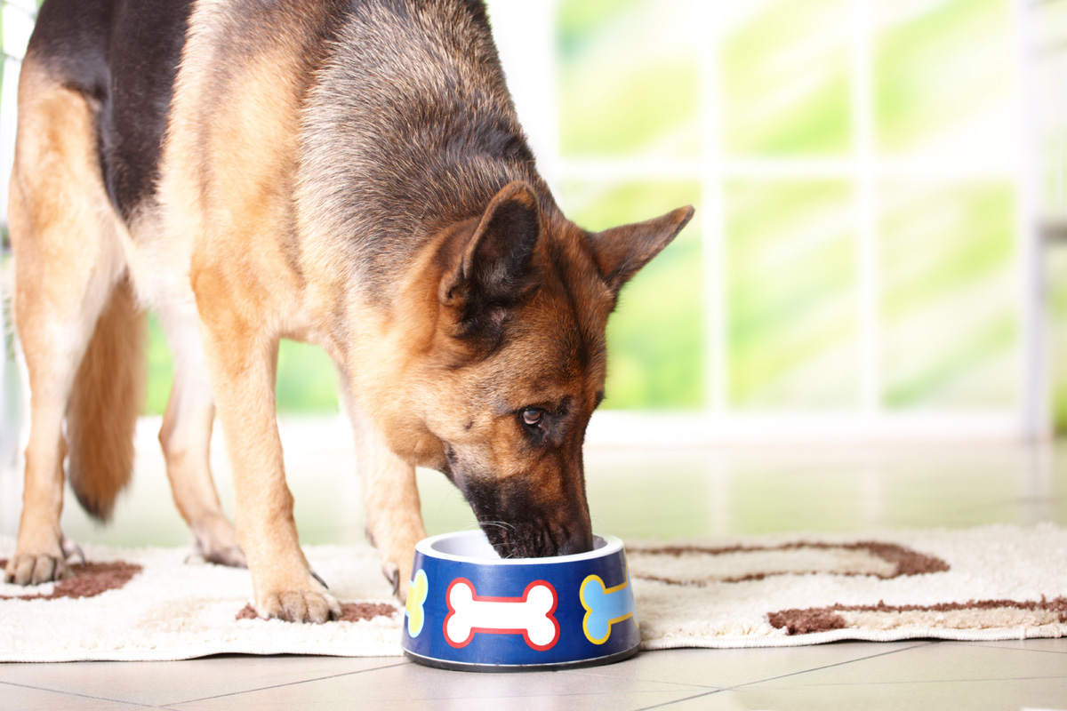 German shepherd eating from bowl.