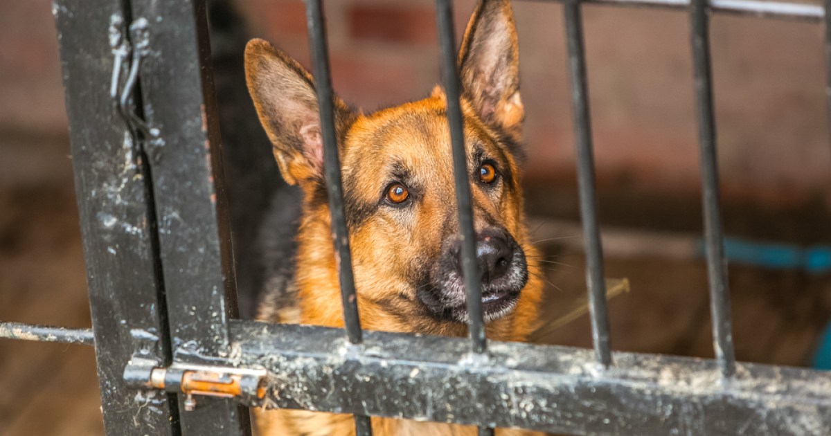 Crate Conditioning: Breeder  Austerlitz German Shepherd Dogs