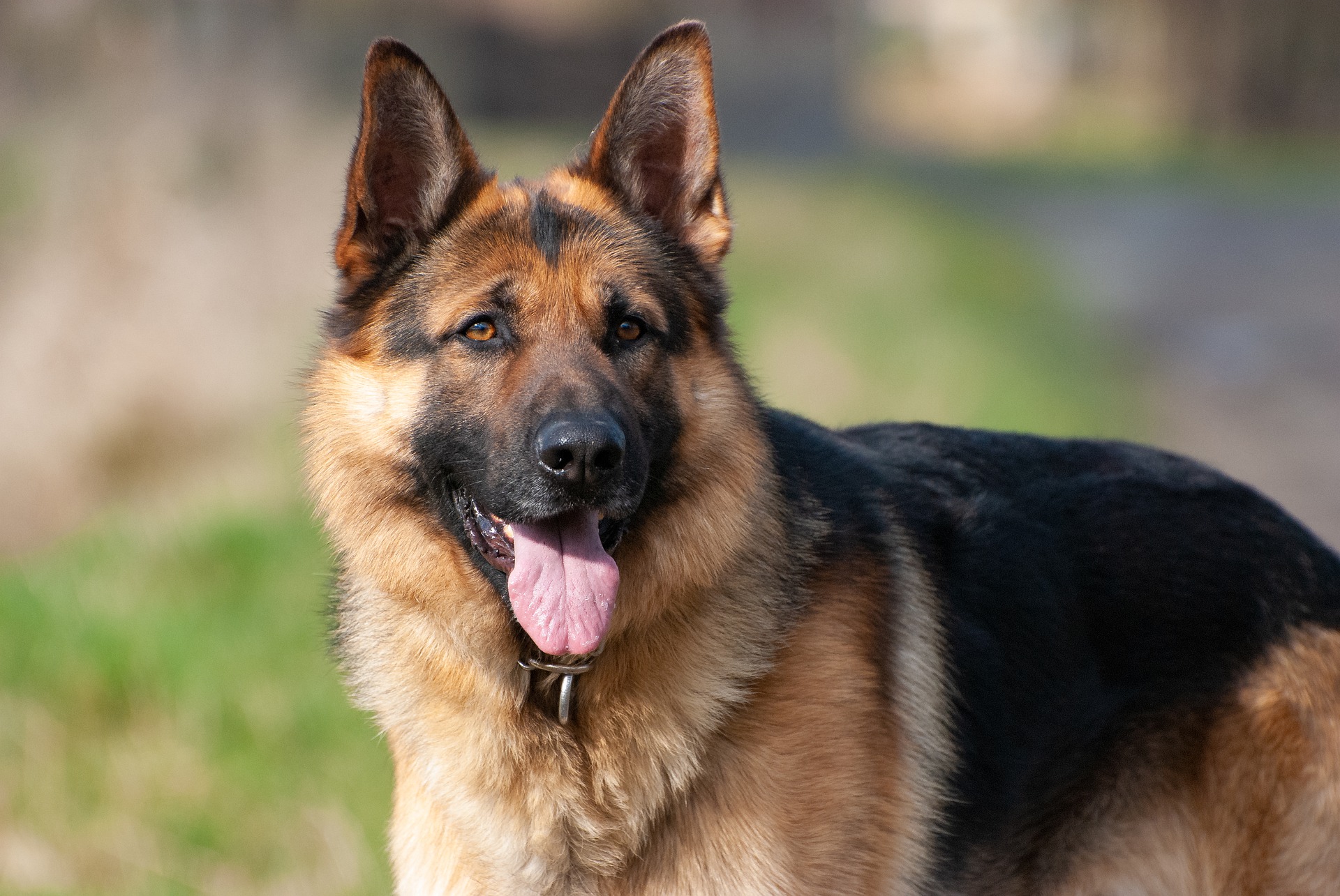 German shepherd in a grassy field