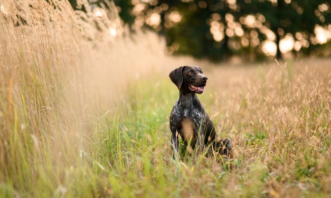 A German Shorthaired Pointer sits in a field of tall grasses