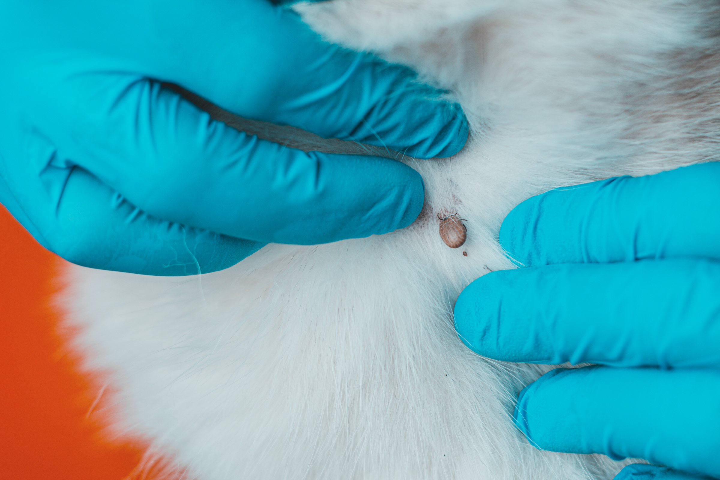 Gloved hands prepare to remove a tick from an animal's fur