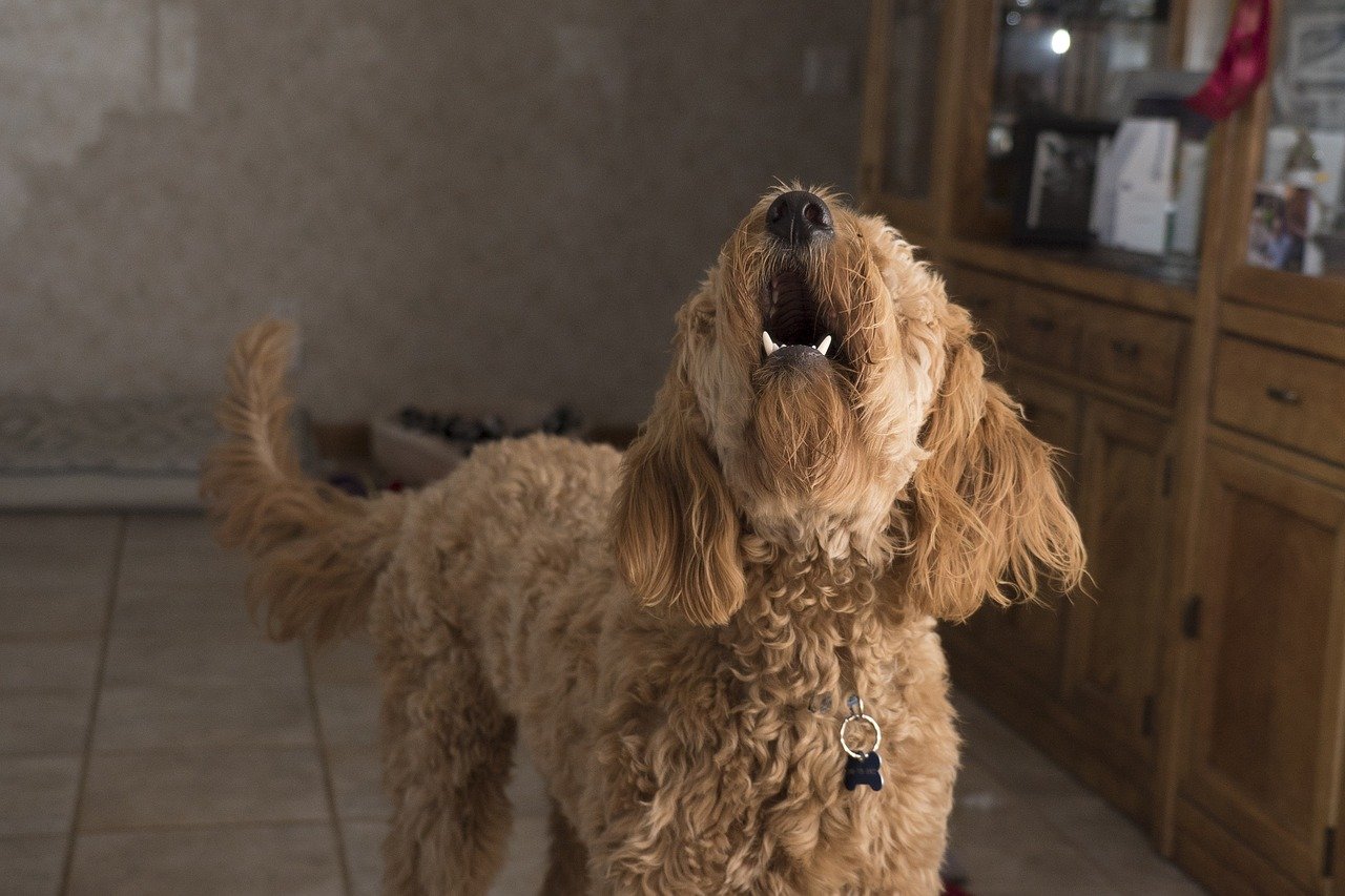 A golden doodle stands in a kitchen, barking loudly.