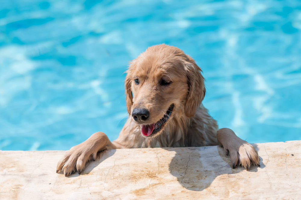 A golden retriever hangs out with his paws on the side of a swimming pool.