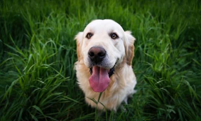 A golden retriever sits panting in a grassy field.