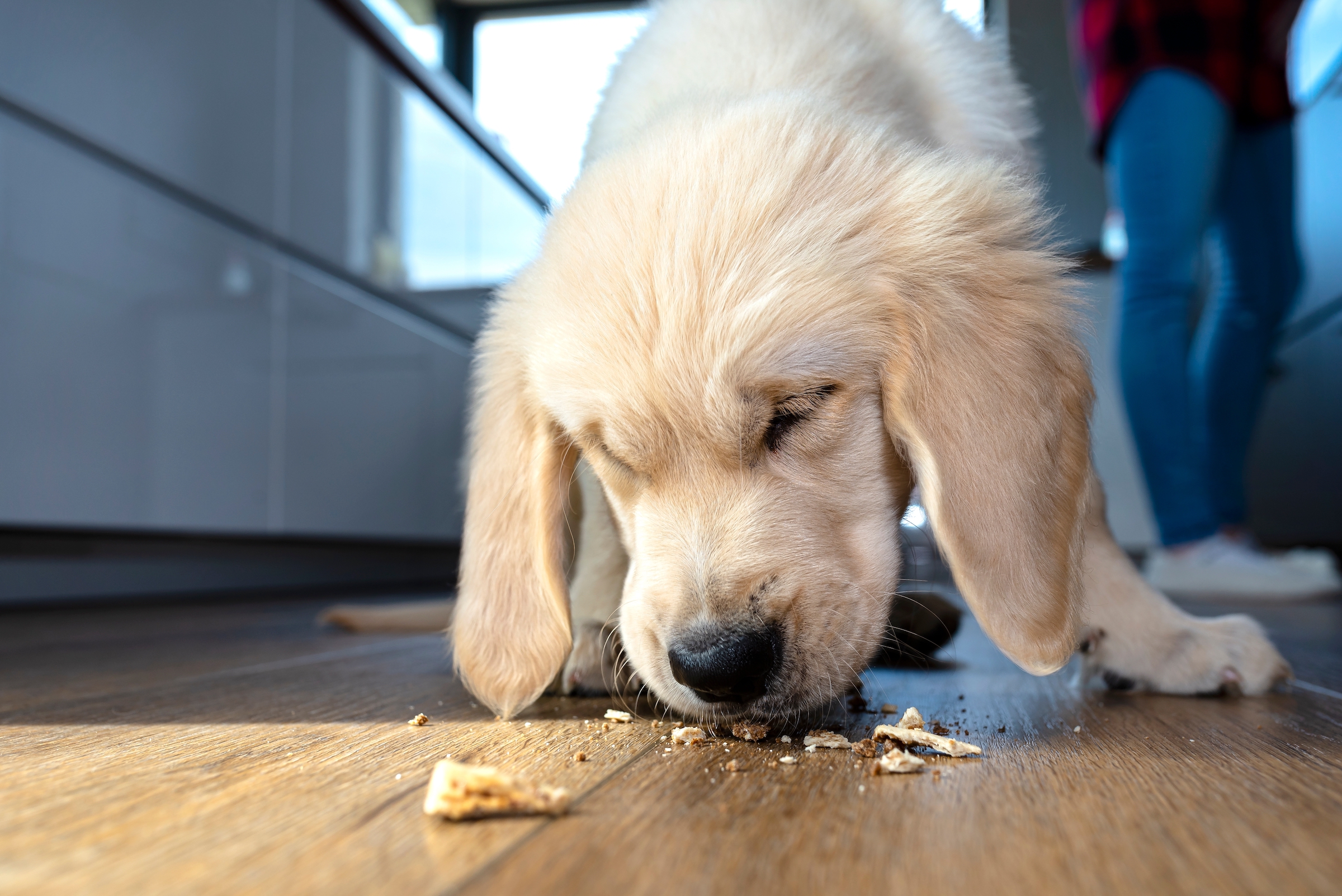 Golden retriever puppy eats crumbs off the floor
