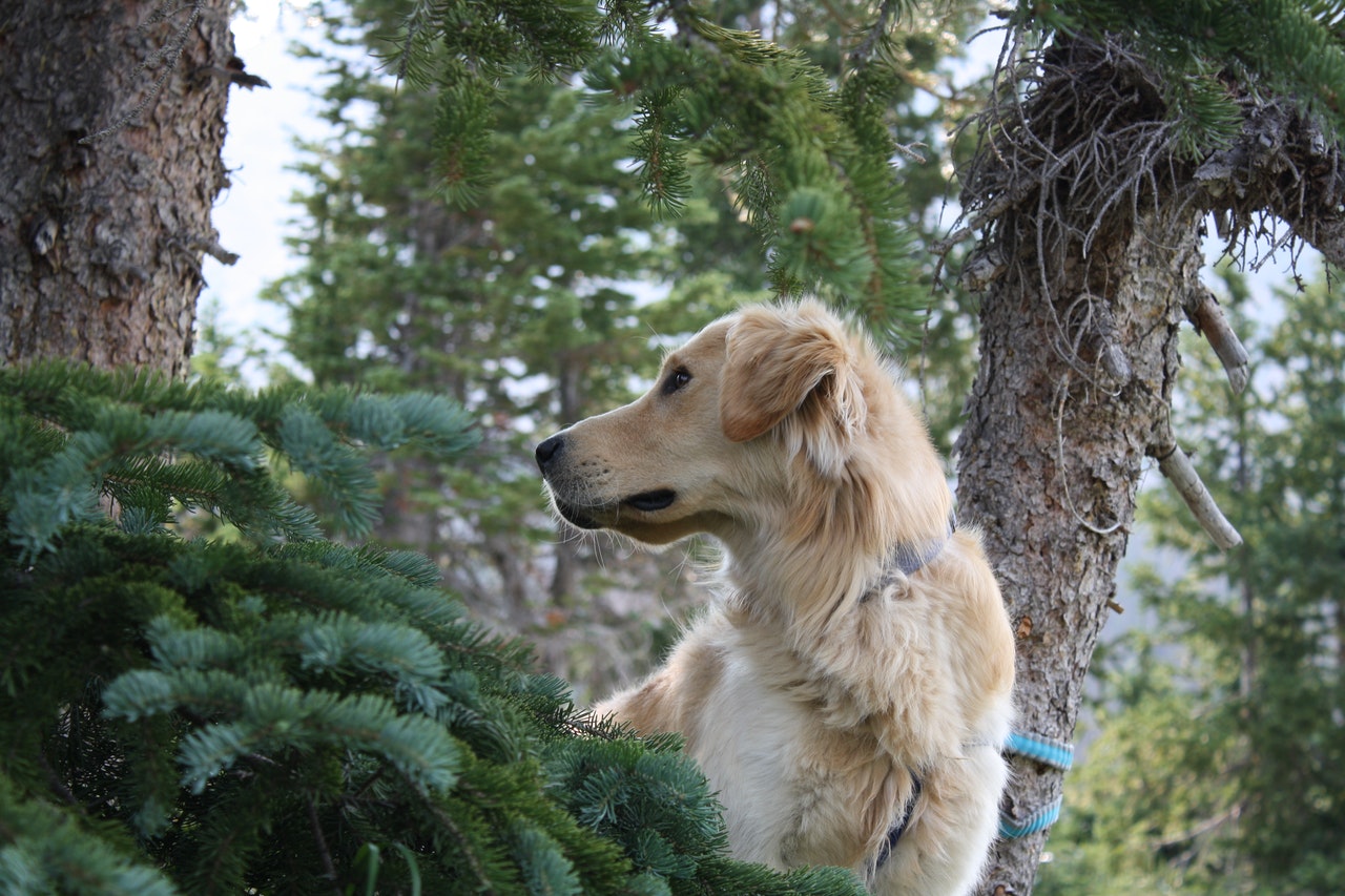 A Golden Retriever stands in a forest, surrounded by trees.