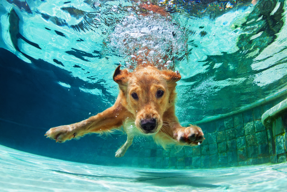 How to Safely Swim with Your Dog | PawTracks