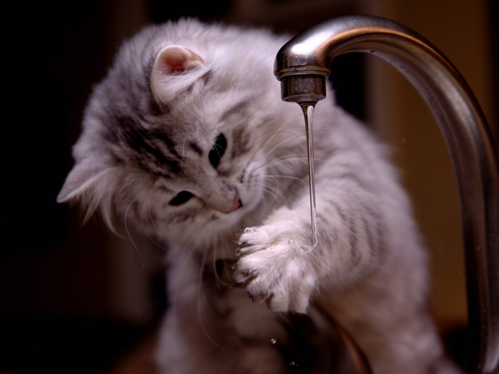 Pilka katė čiulpia vandenį iš čiaupo