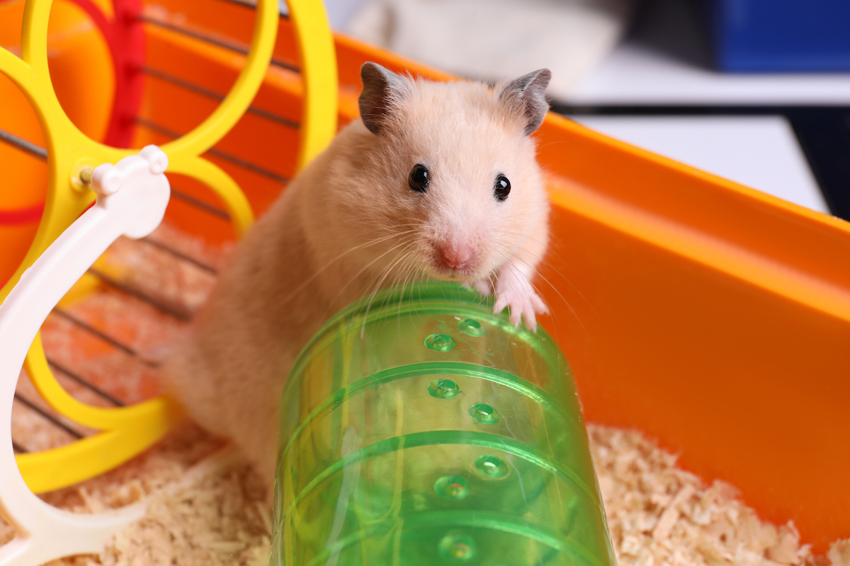 Why Does My Hamster Need a Tube Habitat? PawTracks