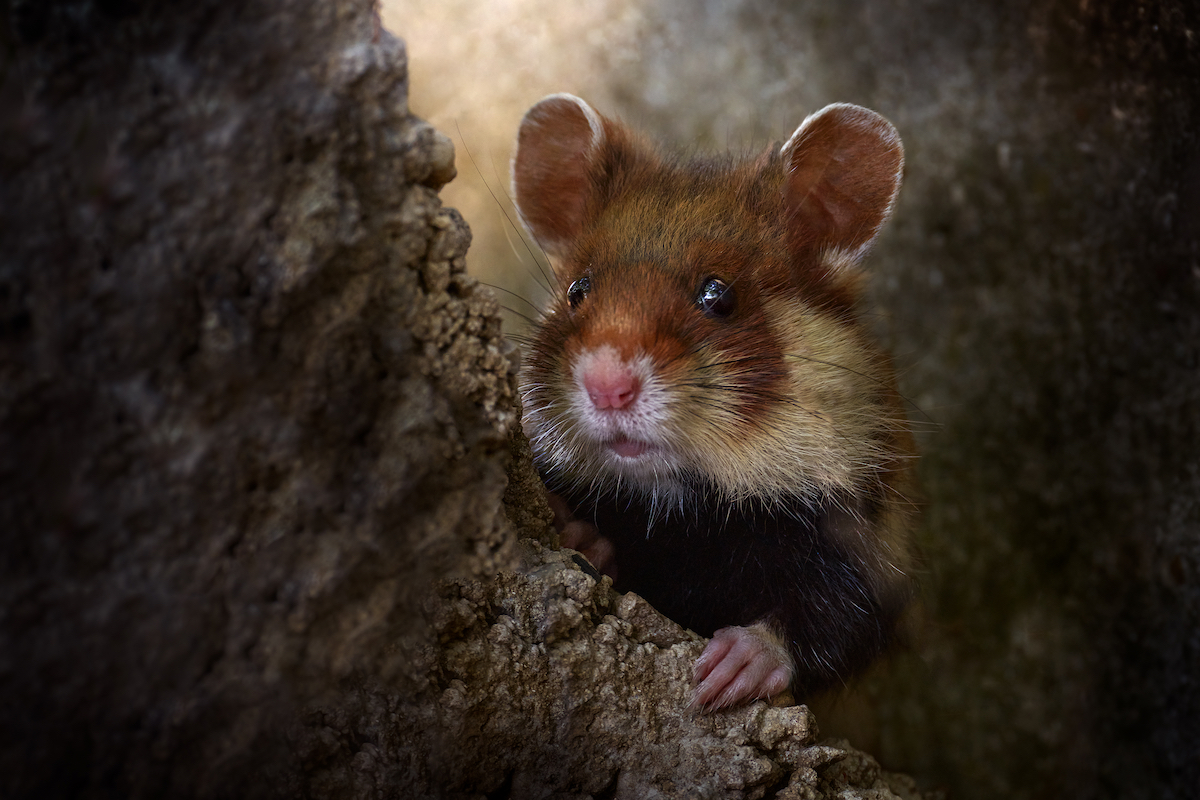 Hamster in the wild underground