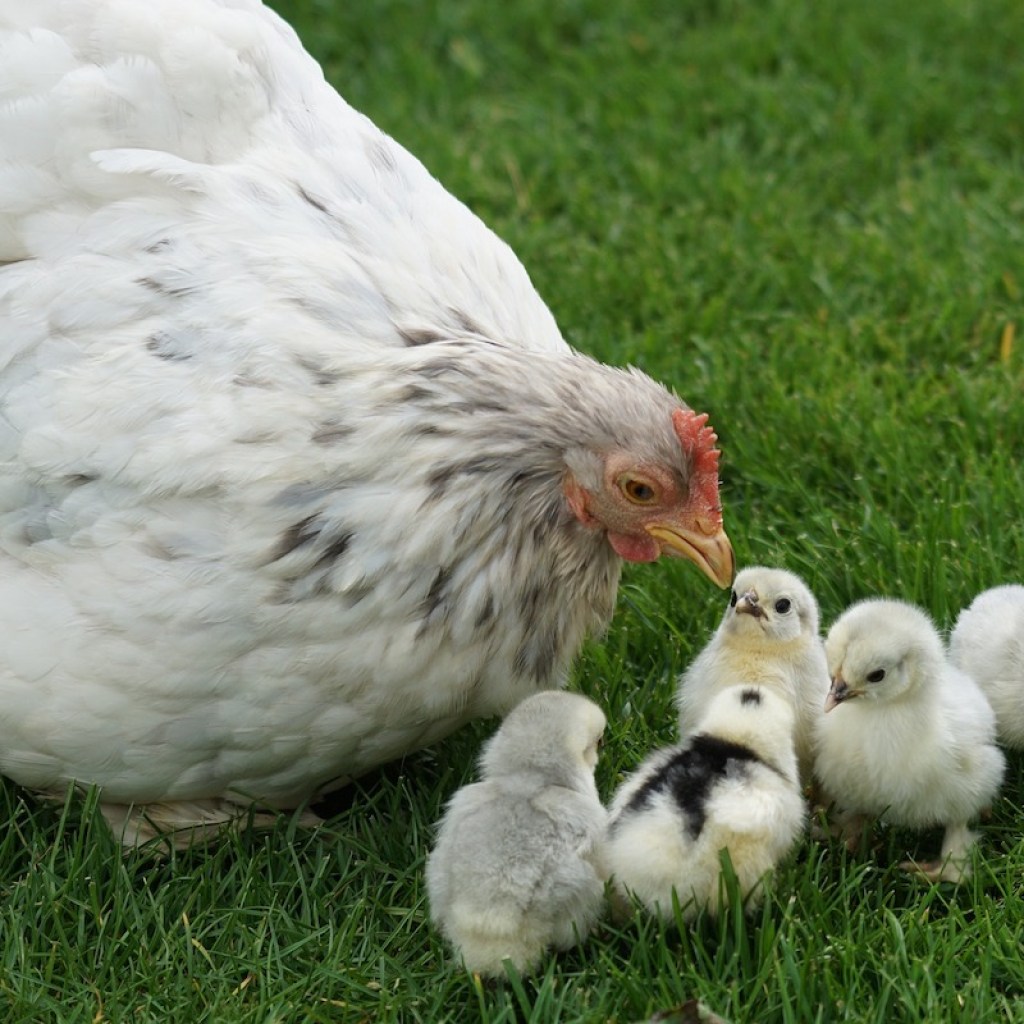 Mother hen helps feed her chicks in the grass