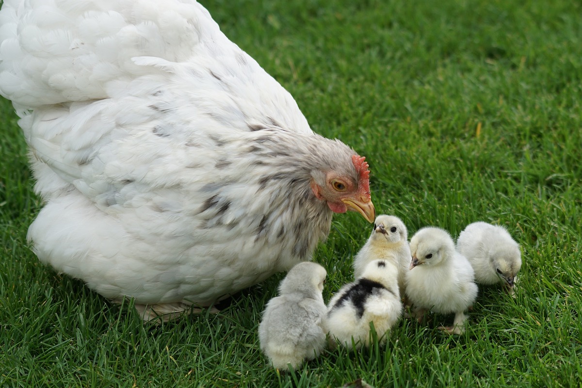 Mother hen helps feed her chicks in the grass