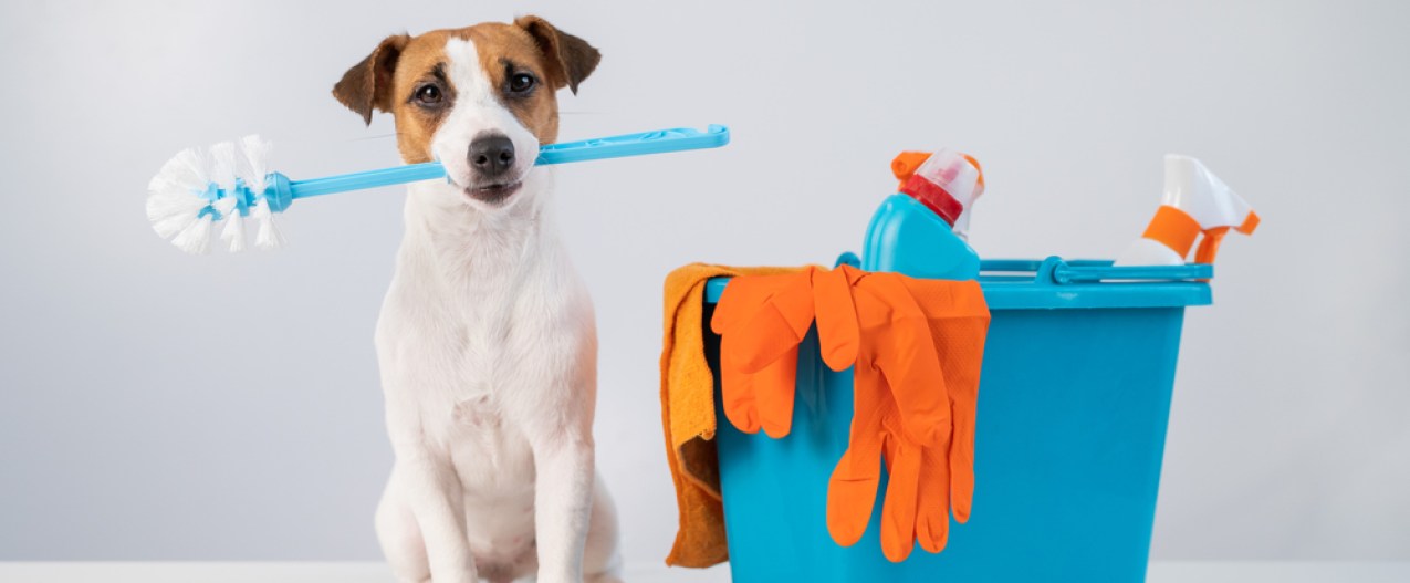 A Jack Russell terrier sits beside a mop bucket with a toilet brush in his mouth