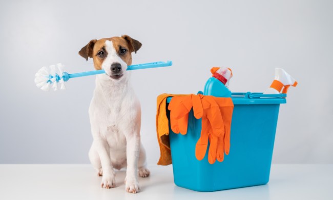 A Jack Russell terrier sits beside a mop bucket with a toilet brush in his mouth