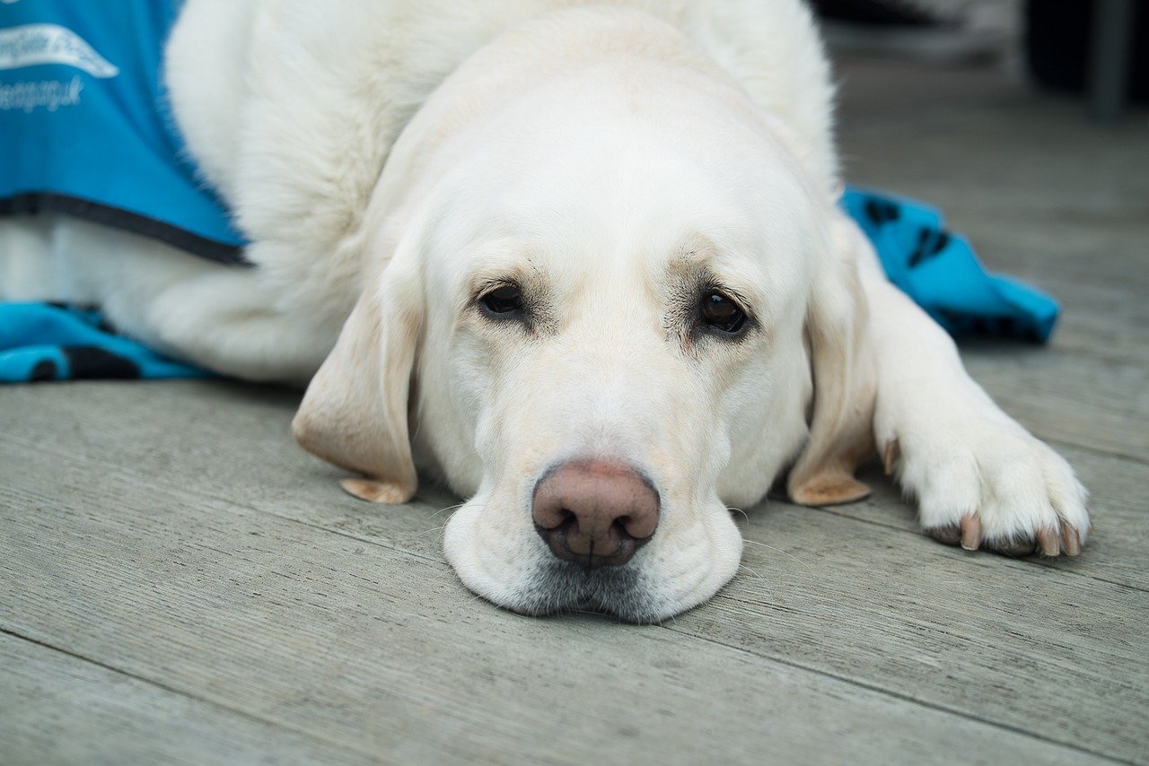 Yellow lab wearing a blue service dog vest