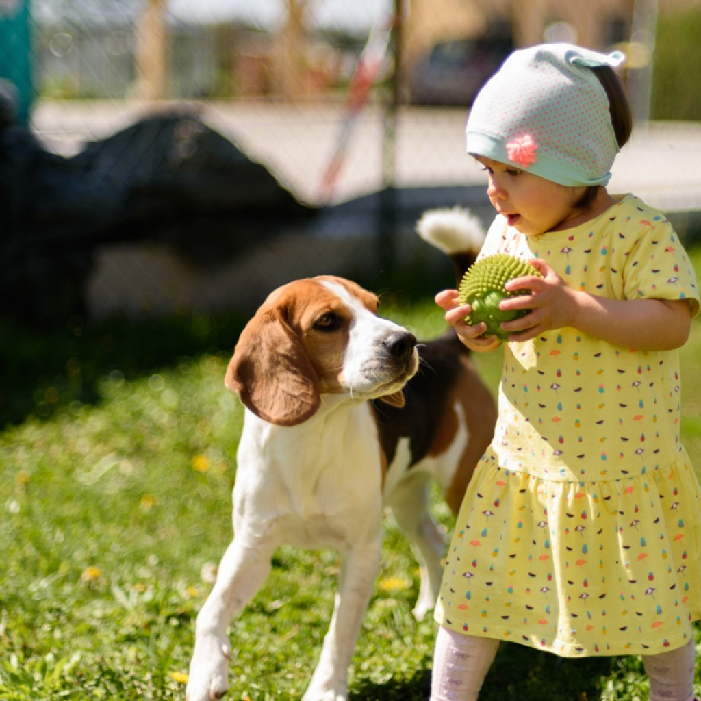 Little girl playing with a beagle