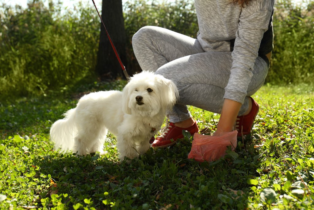 Woman picking up poop on a hike with her Maltese