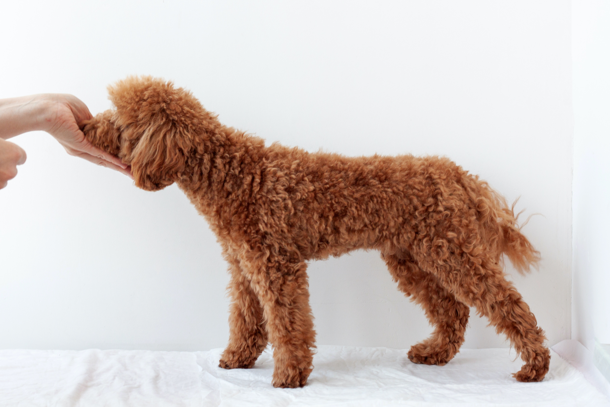 A brown miniature poodle stands in front of a white background and eats from someone's hand