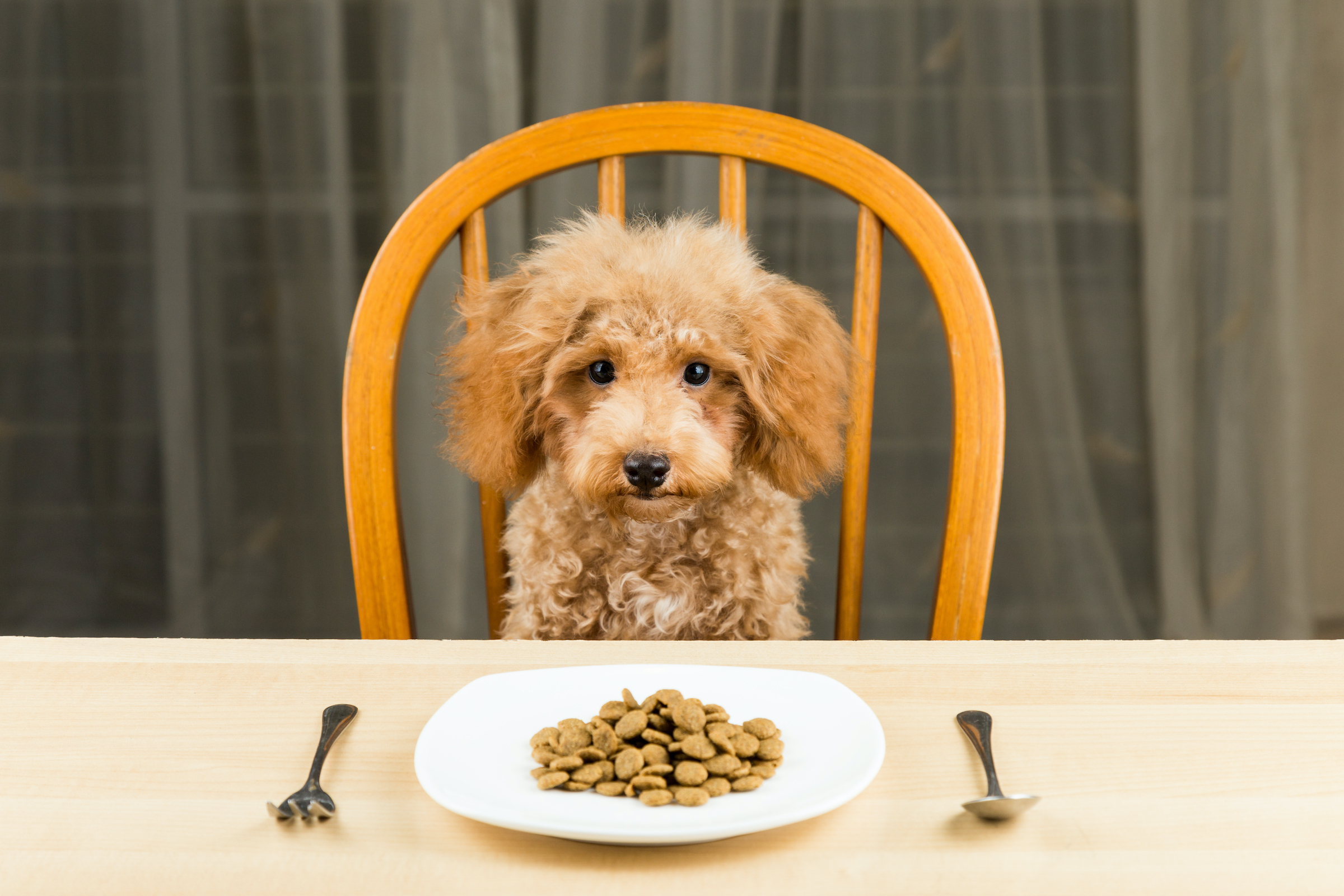 Affordable Dog Food For Poodles Pawtracks