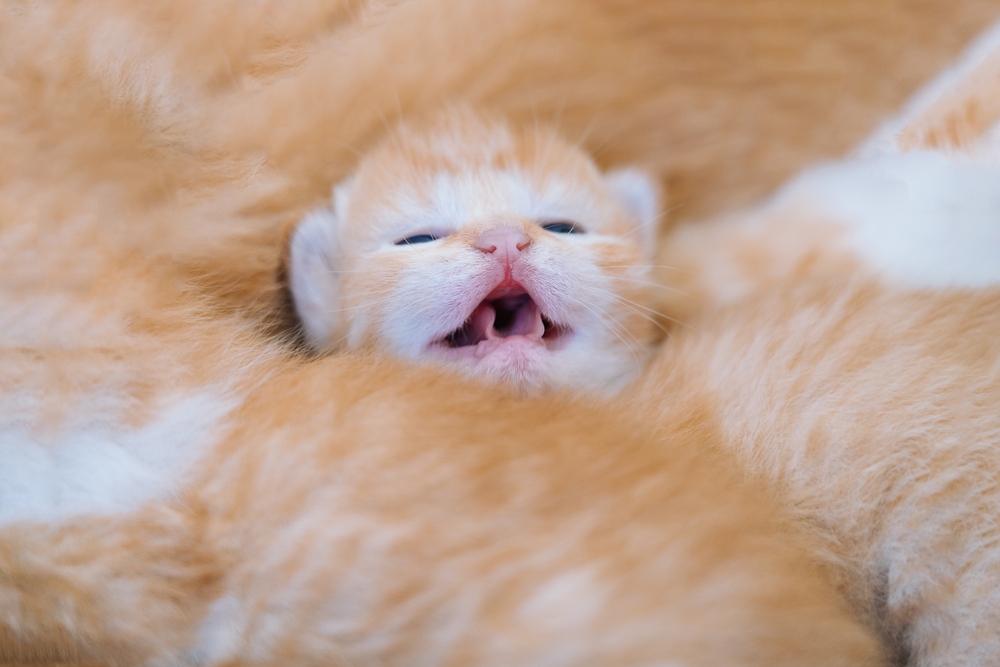 How to Care for Newborn Kittens | PawTracks