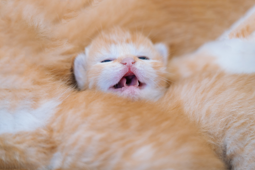 How to Care For Newborn Kittens and Make Kitten Formula | PawTracks