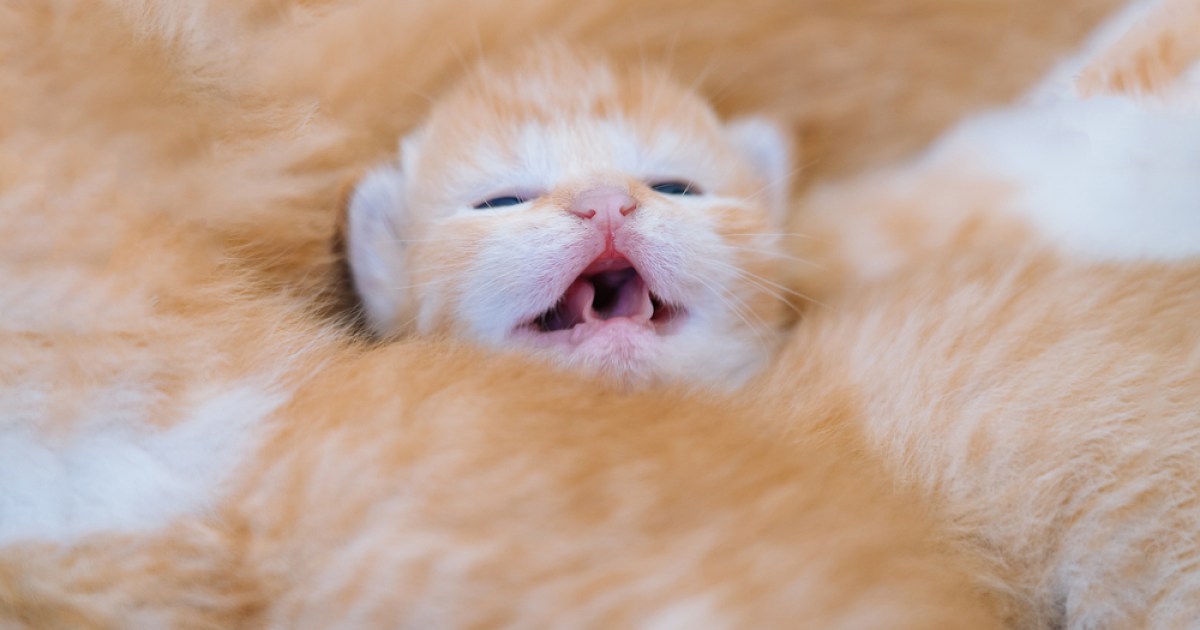 How to Care For Newborn Kittens and Make Kitten Formula PawTracks