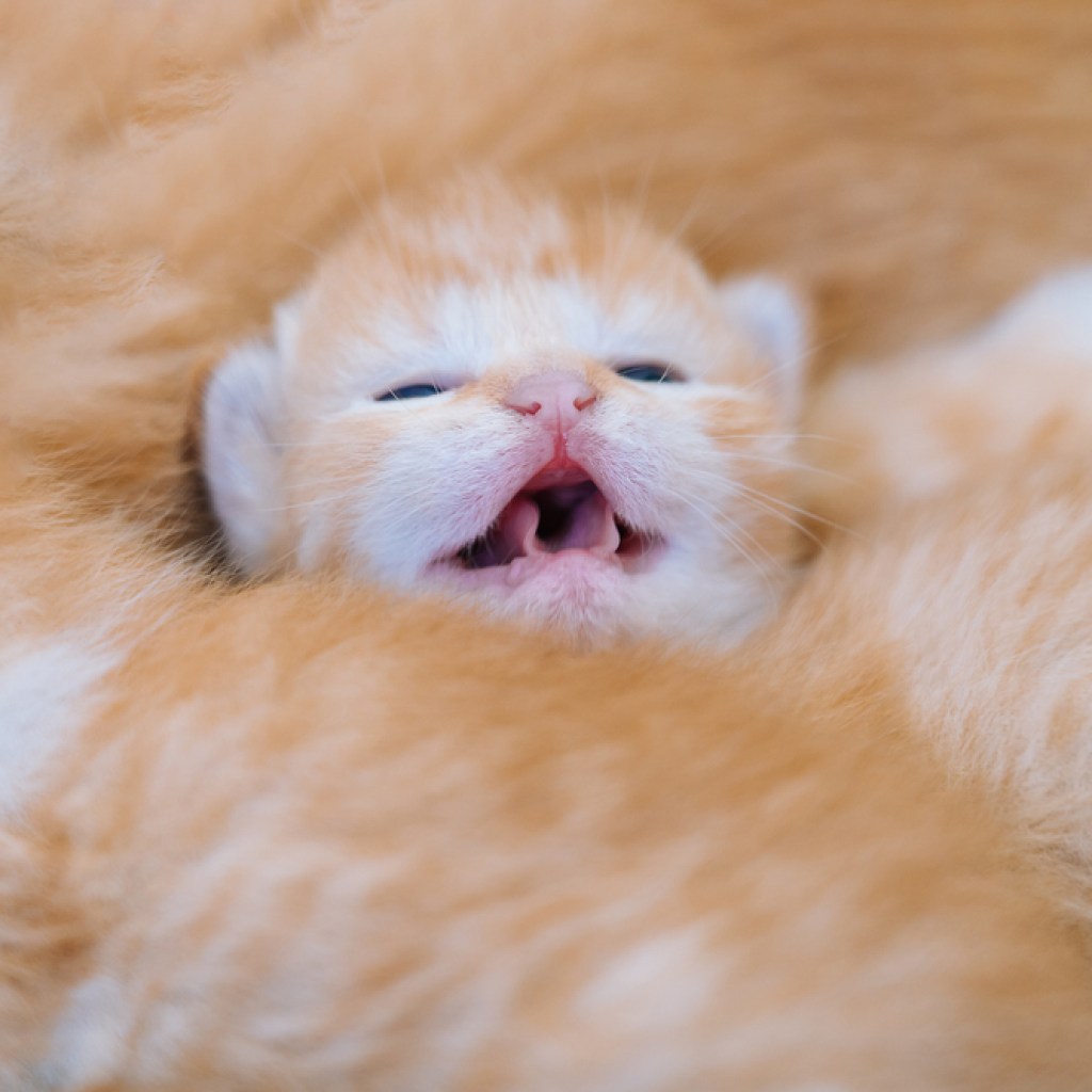 A mewing newborn kitten at the center of a cuddle pile