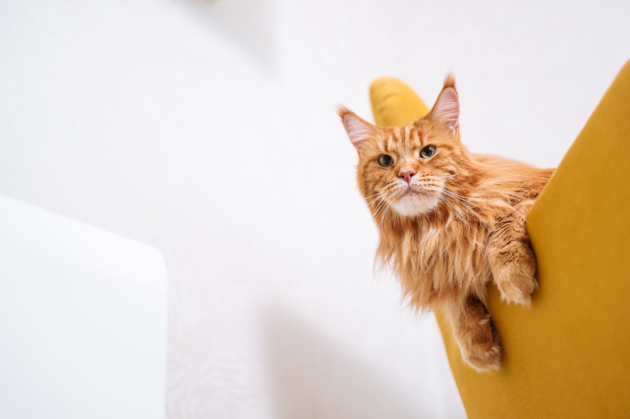 Oranžinė Meino meškėnų katė apsivelia ant geltonos kėdės rankos.