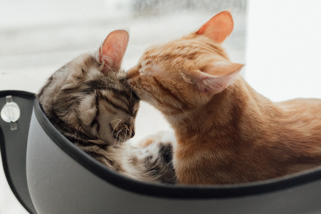 Oranžinė tabby katė maudo rudą katę katės guolyje.