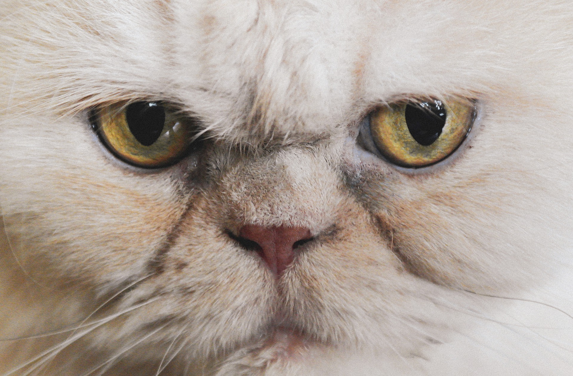 Persian Cat Care you Need Right Now PawTracks