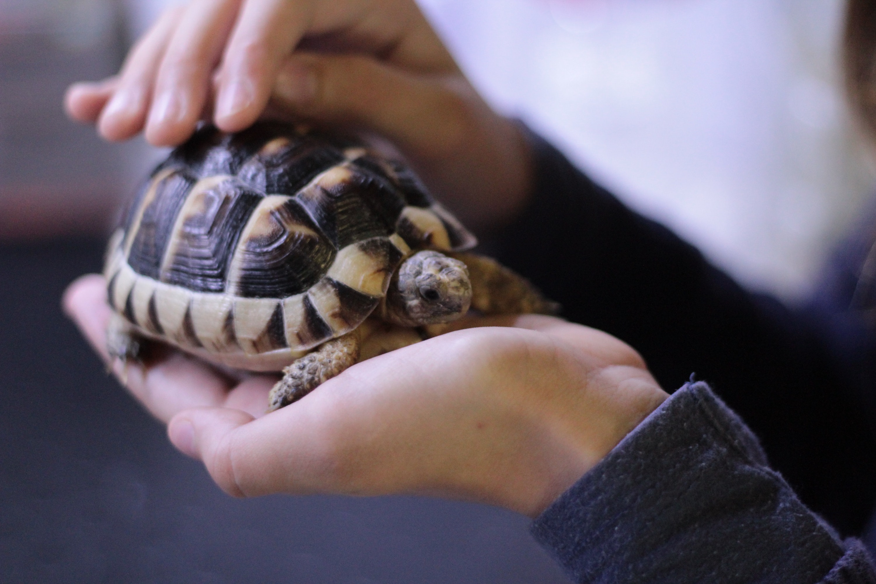 Person strokes their pet turtle