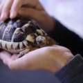 Person strokes their pet turtle
