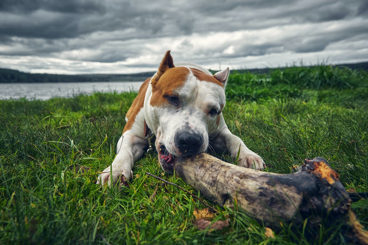A red and white dog chews on a large stick.