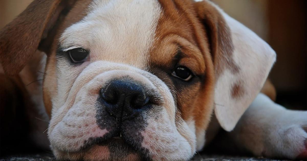 Treniruoti anglų buldogus nėra taip sunku, kaip manote