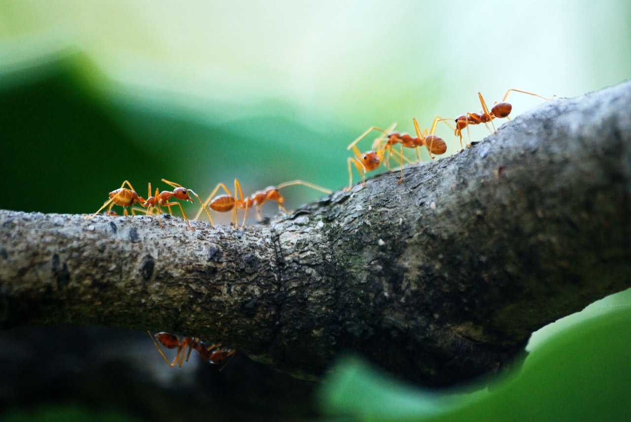 Red ants crawling on a tree limb.