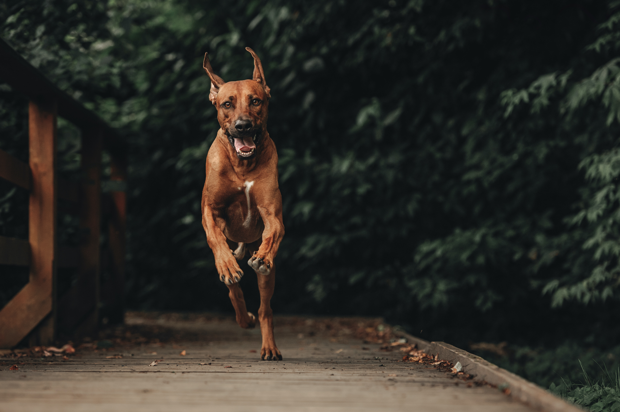 A Rhodesian Ridgeback runs on a wooden bridge in the forest