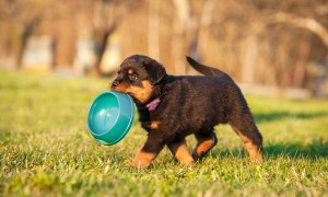 Rottweiler puppy running with a dish in his mouth.