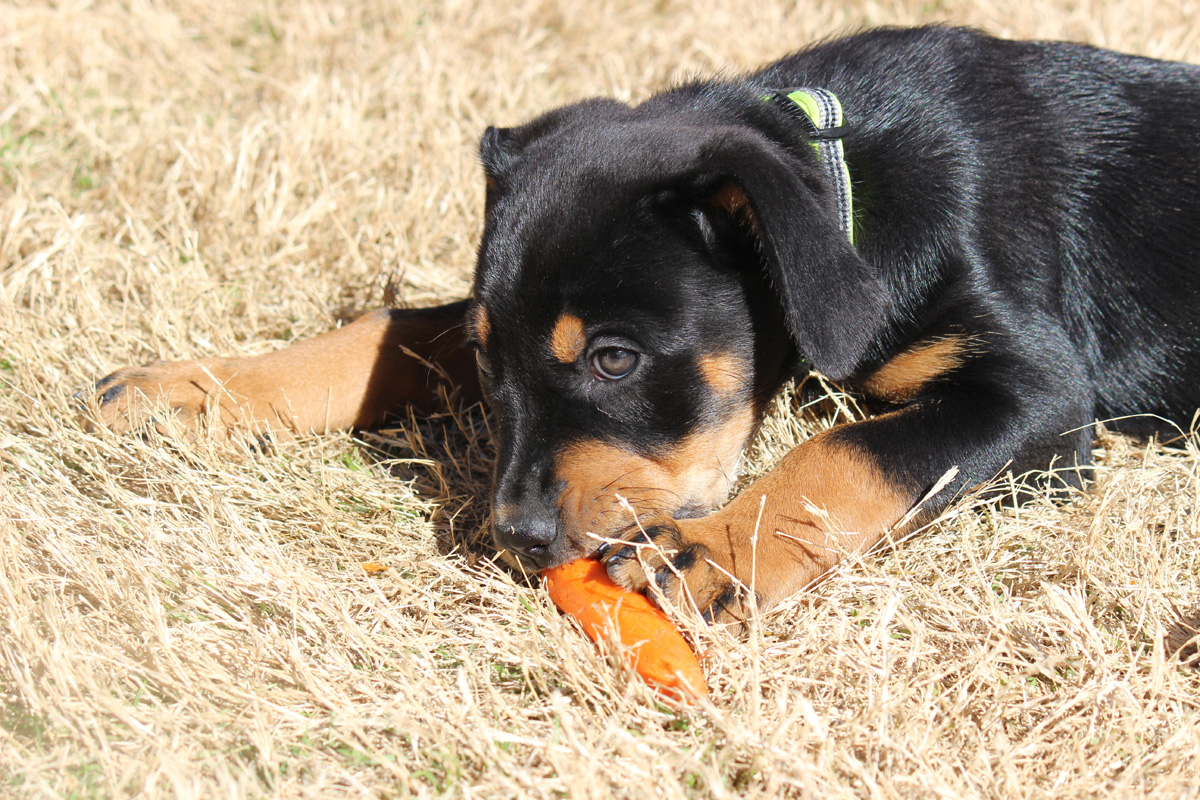 What is the Best Food for My Rottweiler? | PawTracks