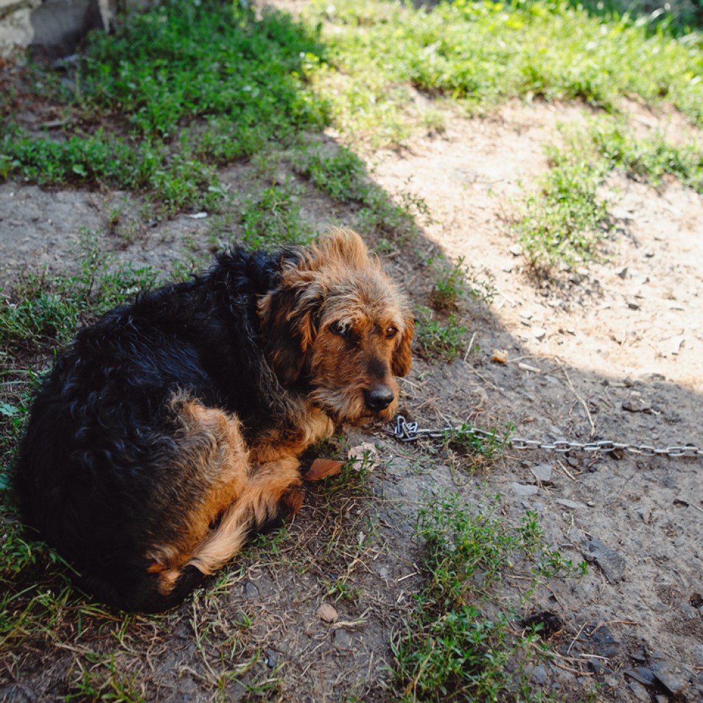 Sad dog chained in yard.