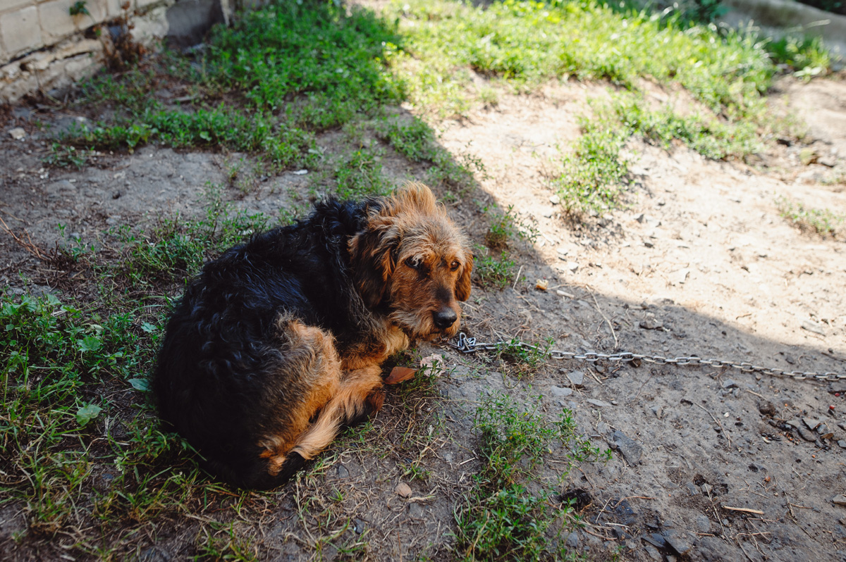 Sad dog chained in yard.