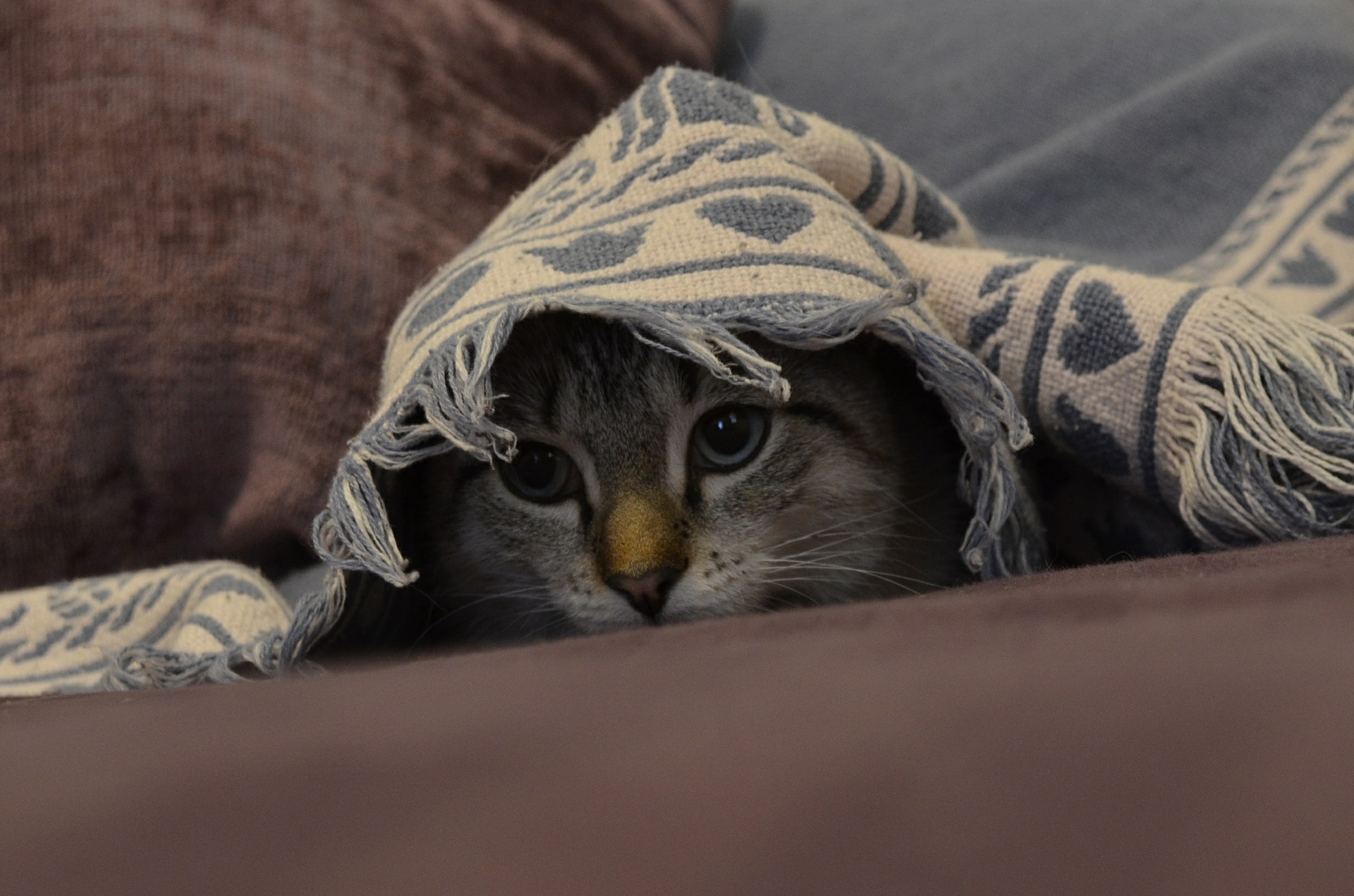 Scared cat hiding underneath a blanket