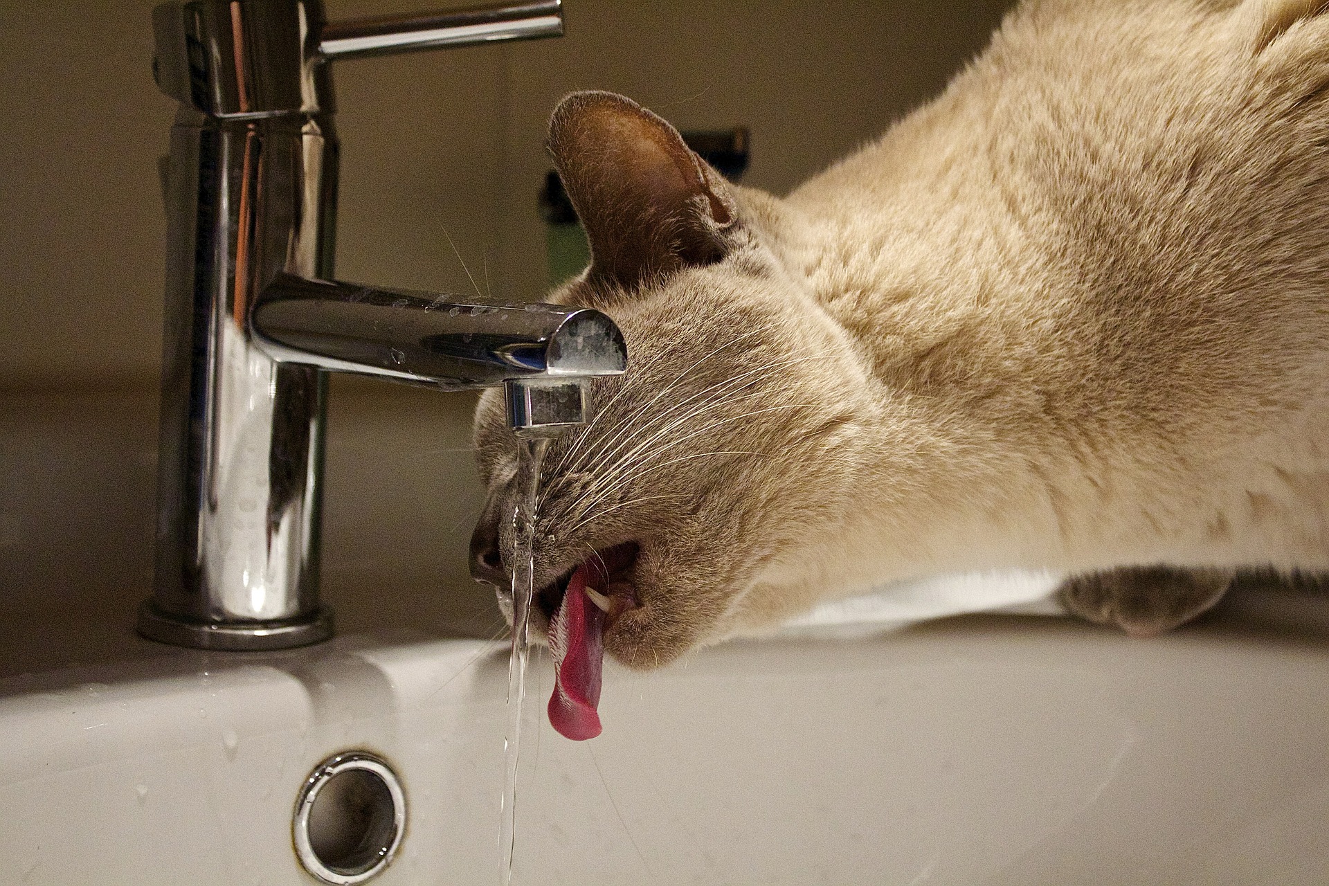 Why Do Cats Like Running Water? PawTracks