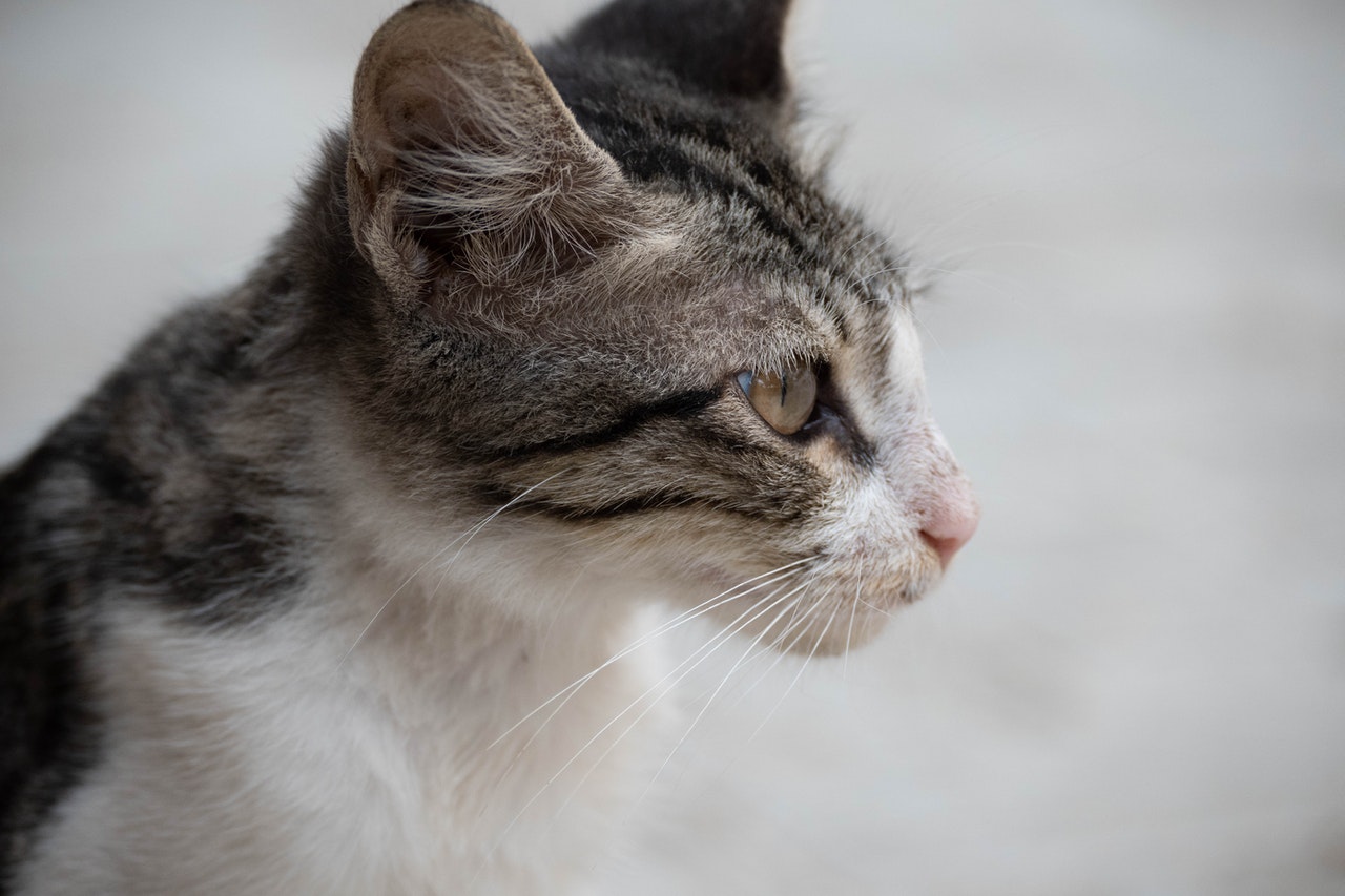 Why Do Cats Twitch Ears PawTracks why-do-cats-twitch-ears-pawtracks