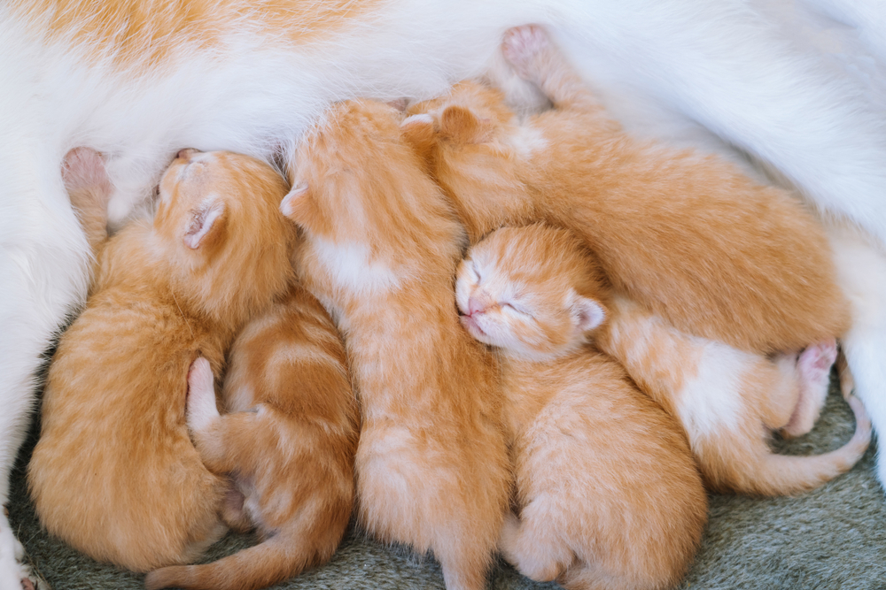 How to Care for Newborn Kittens PawTracks