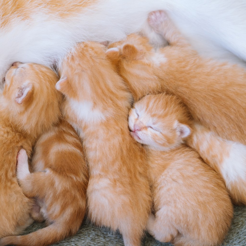 Six newborn orange tabby kittens nurse on their mother