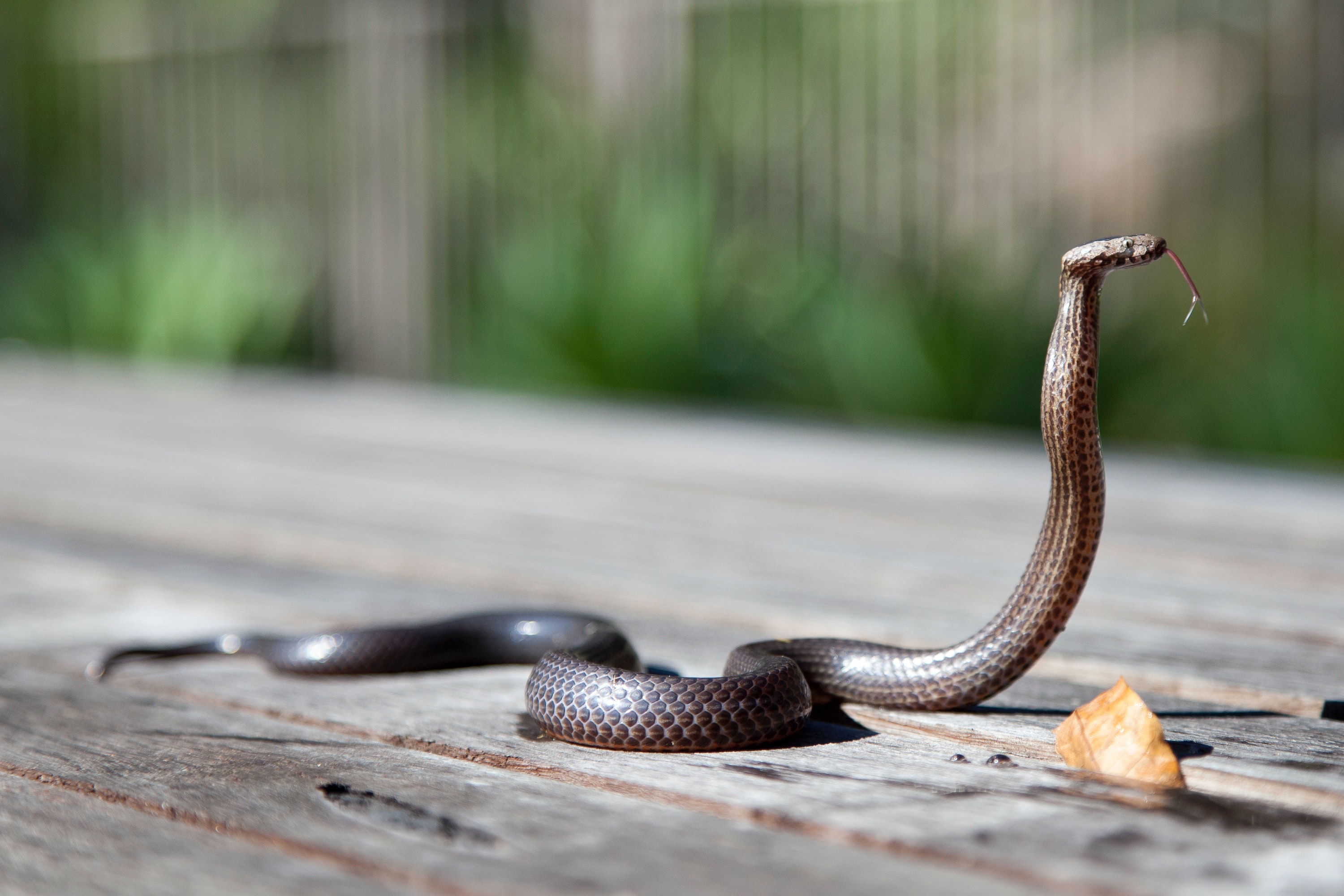 Can a snake crawl in your mouth as you sleep? Experts examine viral video