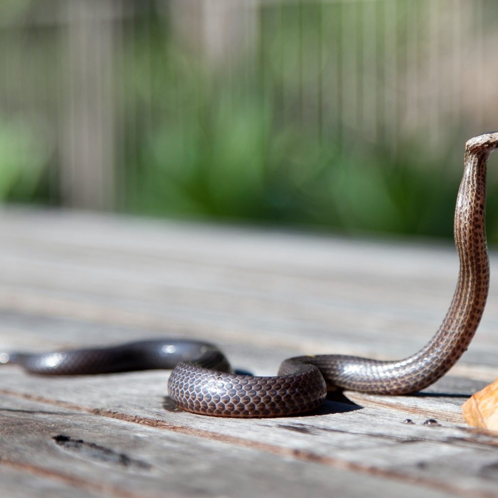 Snake perks up his head and flicks out his tongue