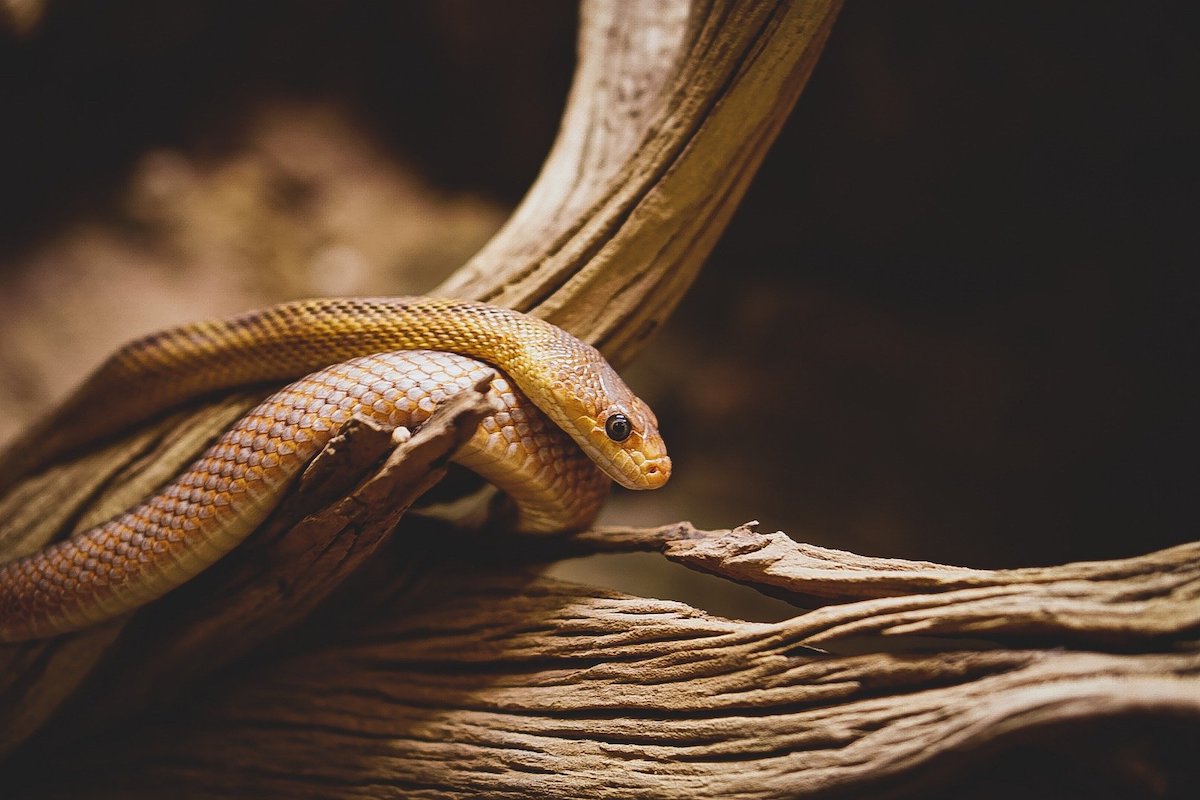 Is Your Snake Bored All Day? | PawTracks