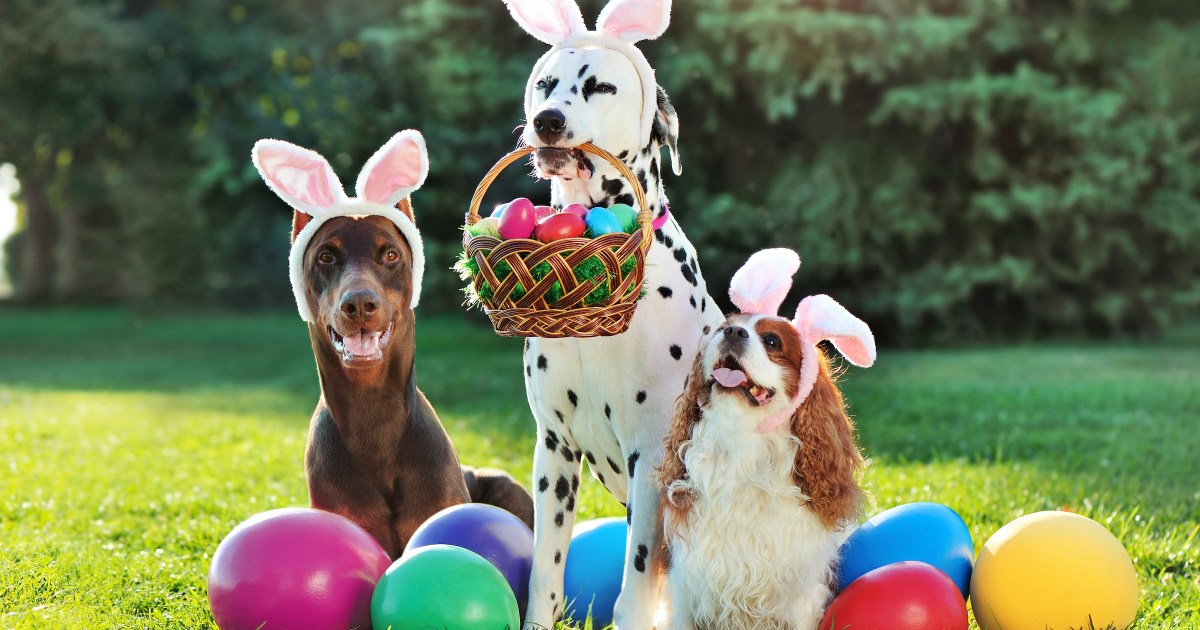 Bring Your Dog Into the Easter Fun With These Ideas PawTracks